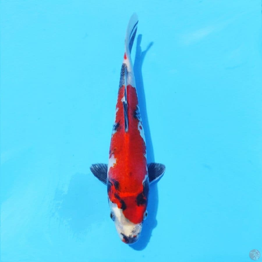 6. HIKARI SHOWA 23CM MALE
