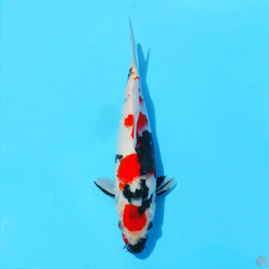 7. MARUTEN SHOWA 22 CM F