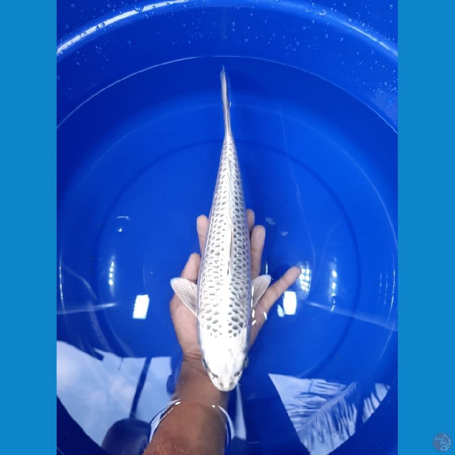 Matsuba 35CM