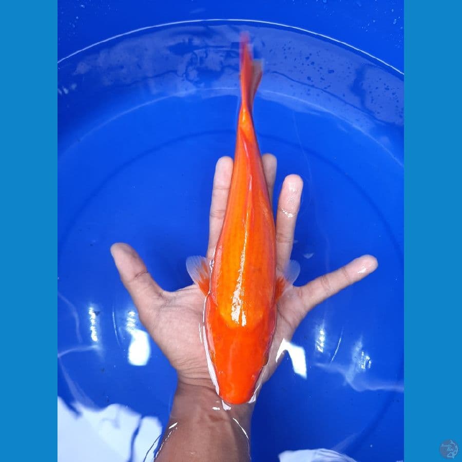 AkaHajiro 28CM