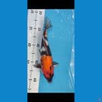 Showa Ginrin 35 cm 