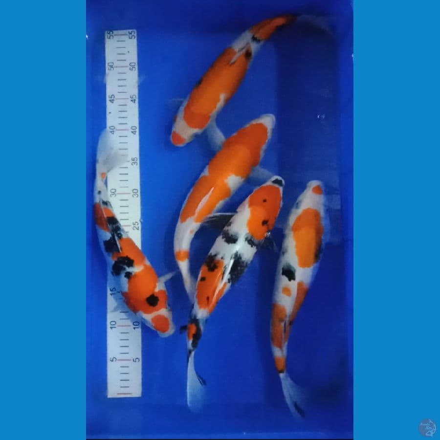 mix 5 ekor  29--32 cm