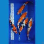 mix 5 ekor  29--32 cm