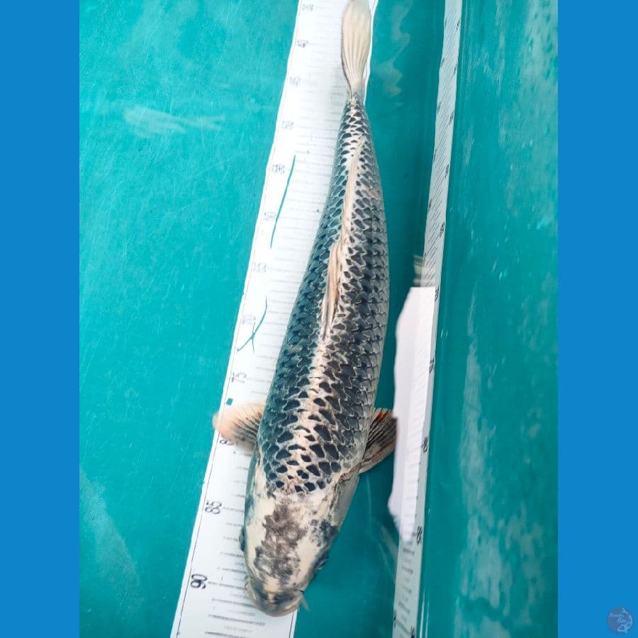 mukasi male 51cm