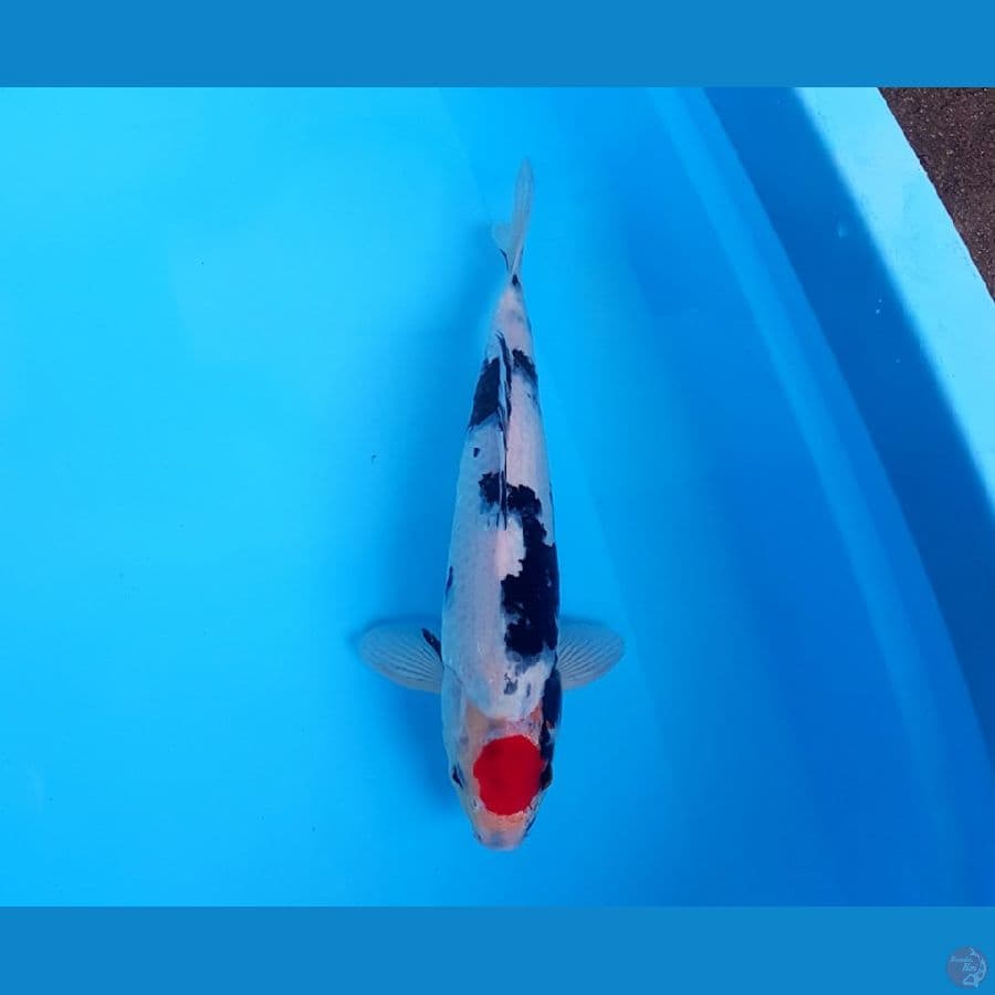 TANCHO SHOWA JANTAN 35 CM
