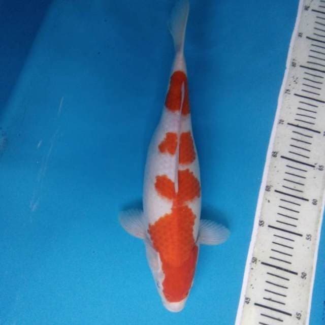 Kohaku 39 cm