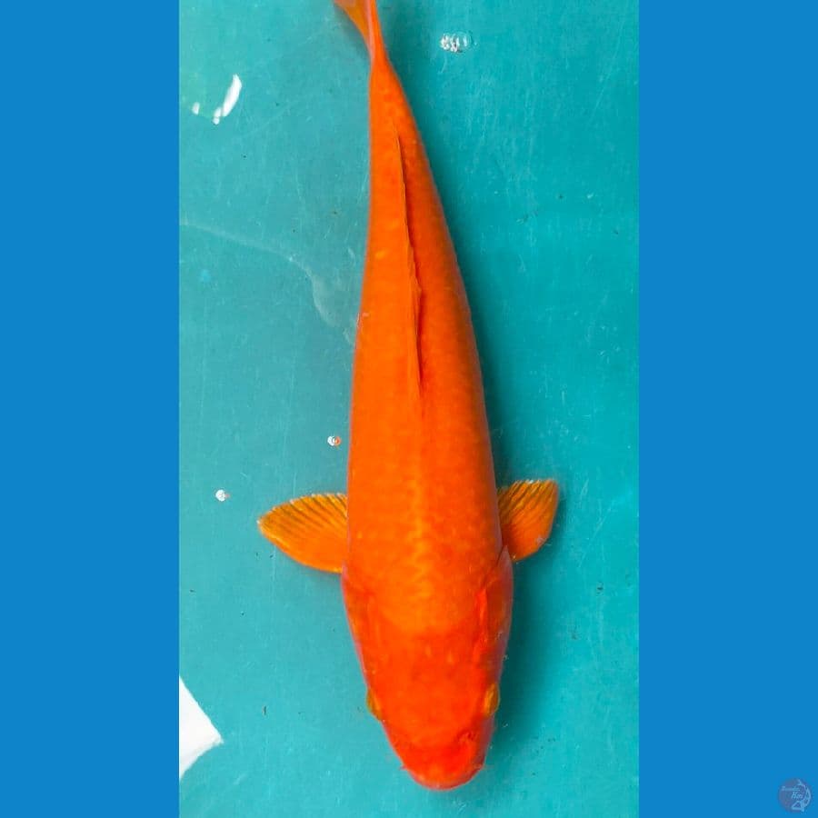 orenji ogon 40up