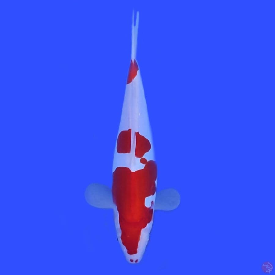 26cm