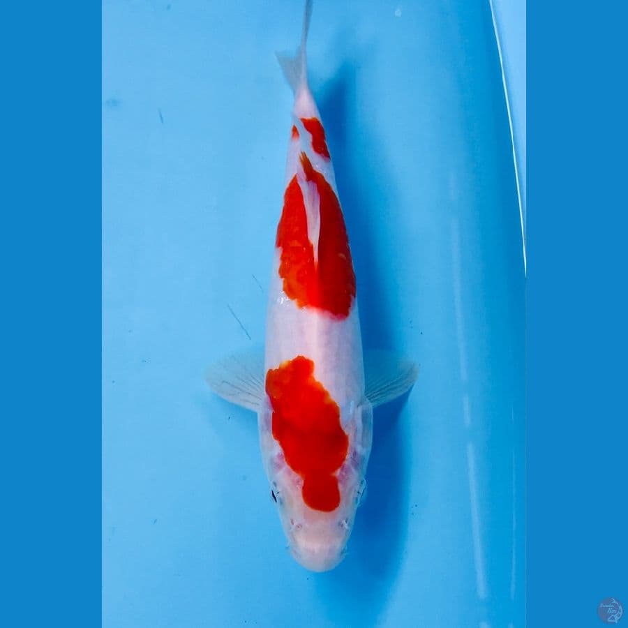 kohaku 22cm