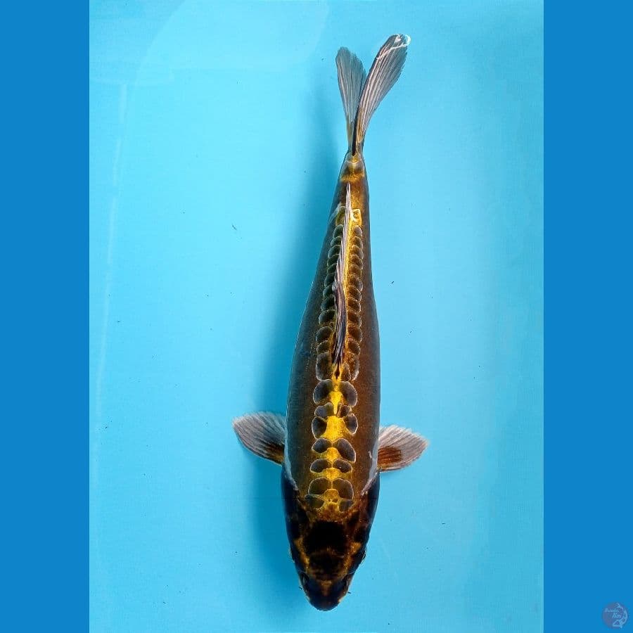 kikokuryu 40cm