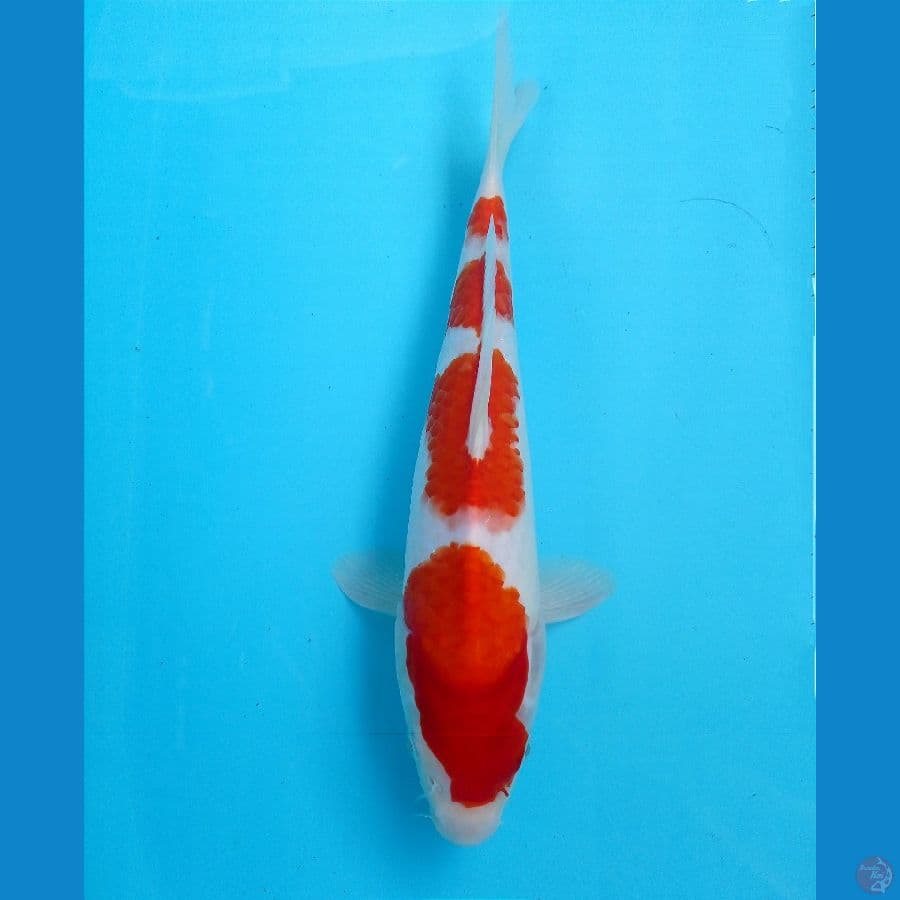 kohaku 29cm