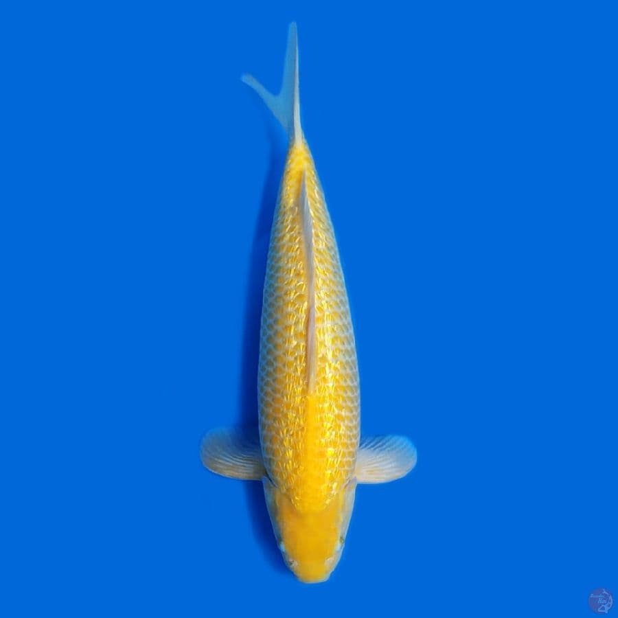 Karashi Ghindrin 43cm Male