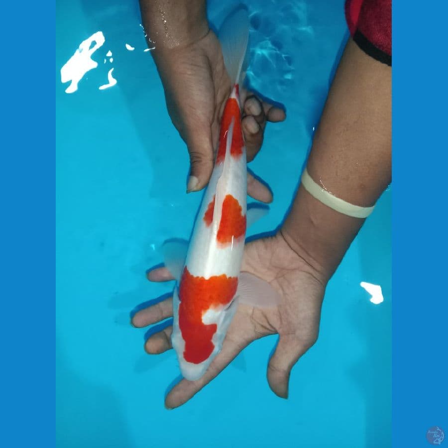 Koi Kohaku size 30cm