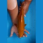 CHAGOI 33cm