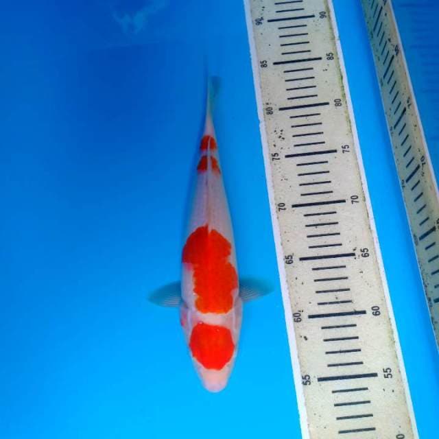 Kohaku