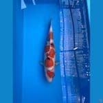 sanke 35 cm