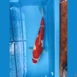 sanke 45 cm