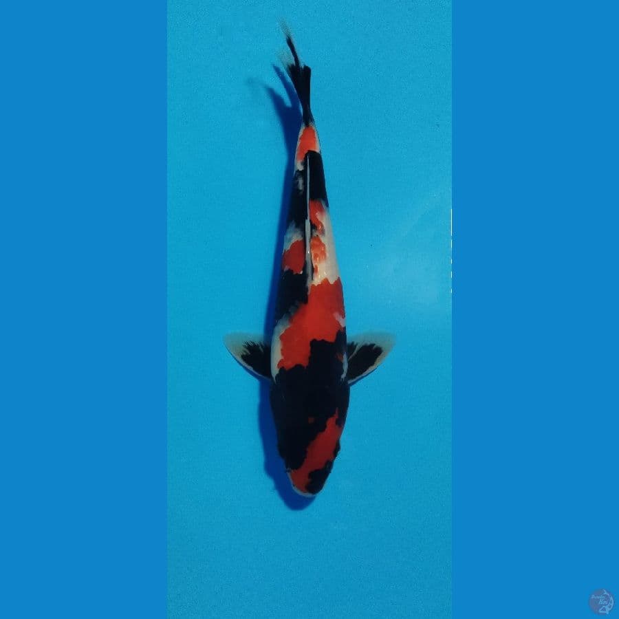 SHOWA 30CM LOKAL
