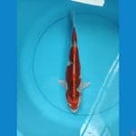 KUJAKU 33 CM 