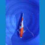 KOHAKU KINGRIN 38 CM