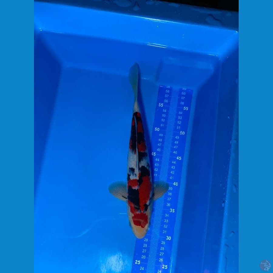 SHOWA 33 CM