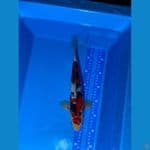 SHOWA 33 CM