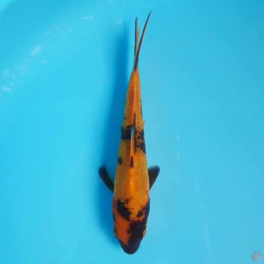 Doitsu Hi Utsuri 16cm