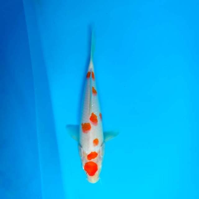 Kohaku
