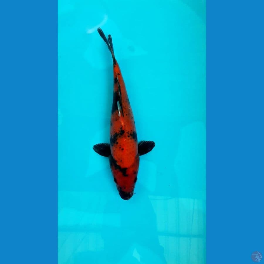 Hiutsuri 29 Cm Female 