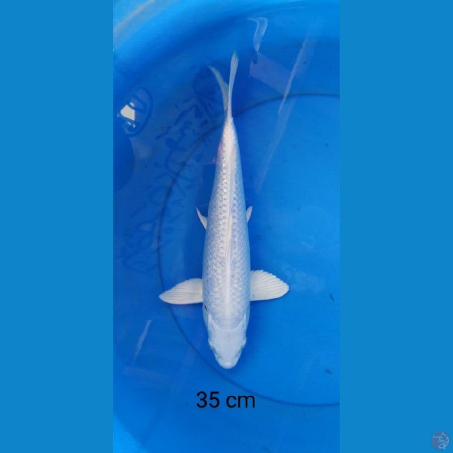 platinum ginrin 35 cm