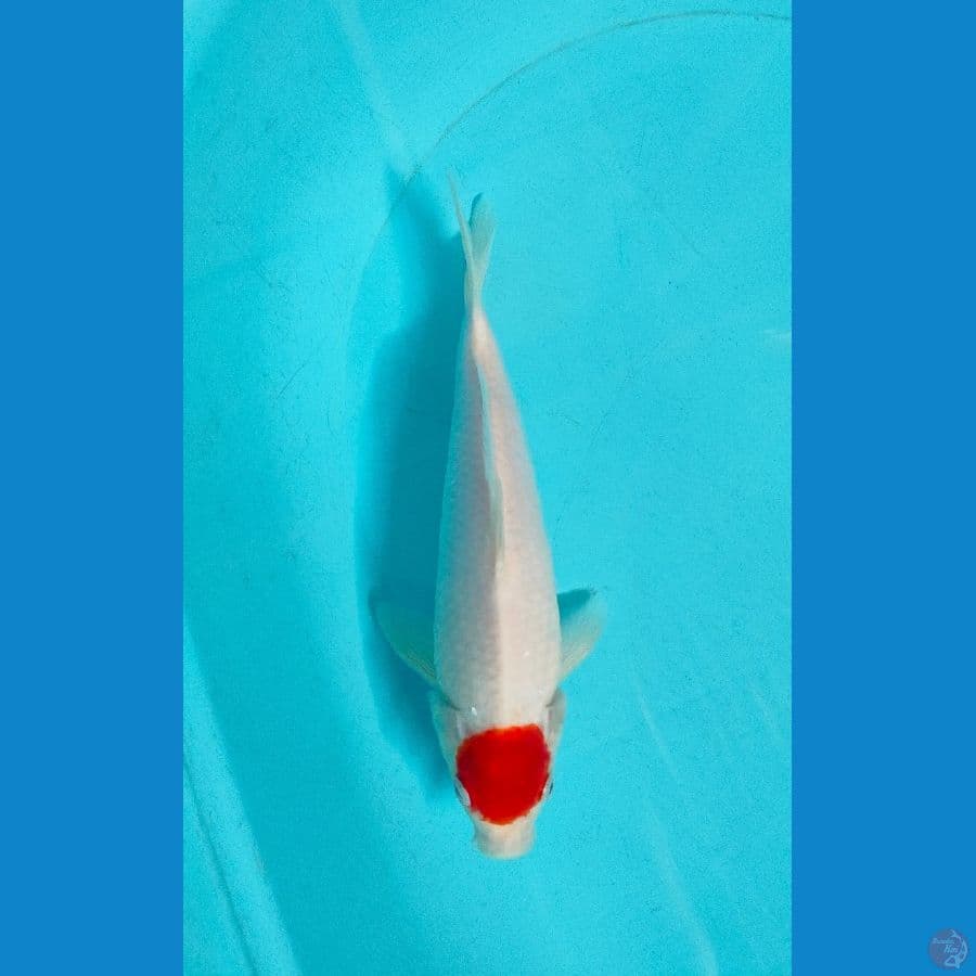 Tanco Kohaku Male 28cm