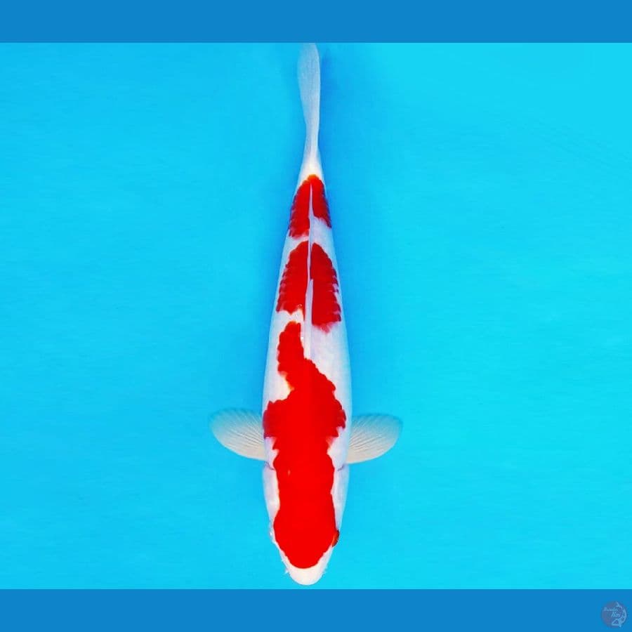 SHIBUYA 2 ~ KOHAKU 30 cm/male ™