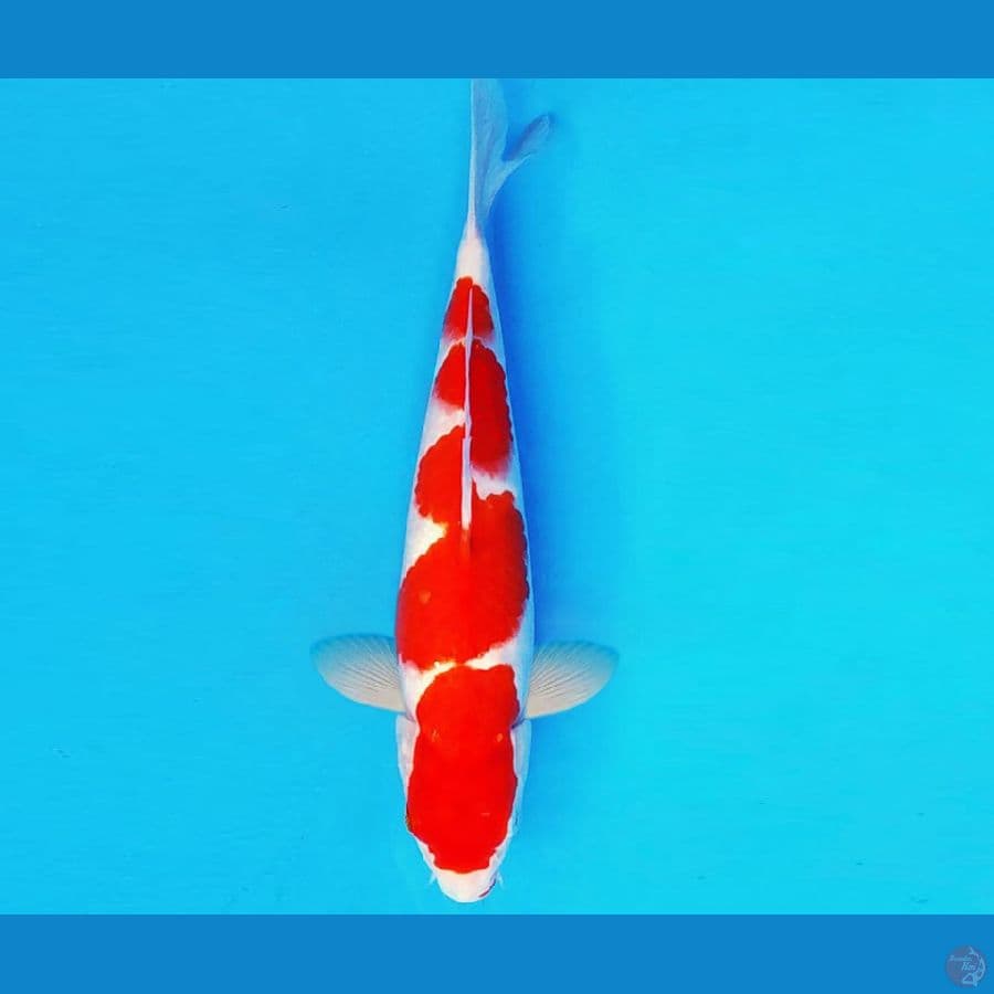 SHIBUYA 6 ~ KOHAKU 26 cm/male ™
