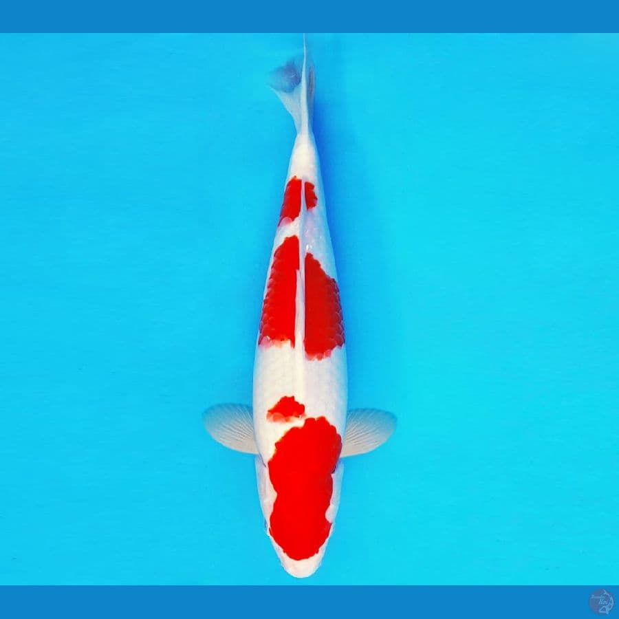 SHIBUYA 9 ~ KOHAKU 36 cm/male ™