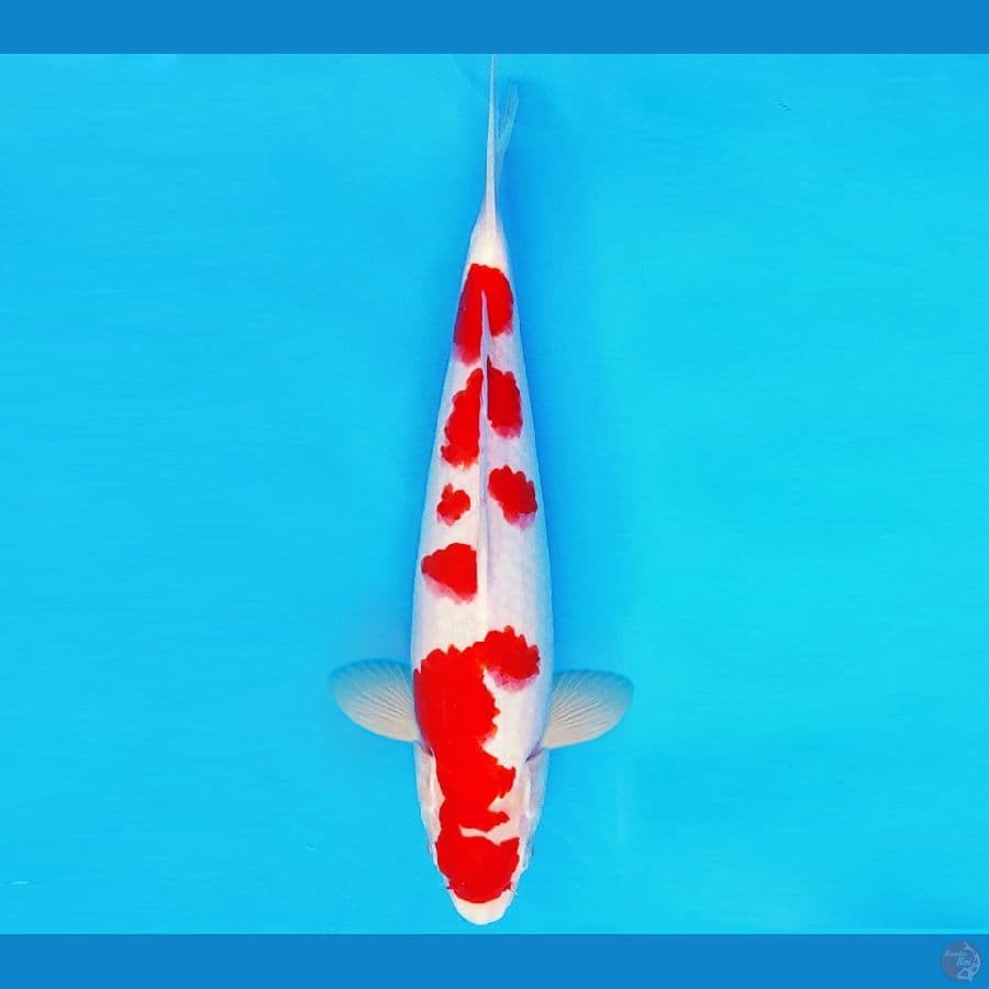 SHIBUYA 14 ~ KOHAKU 30 cm/male ™