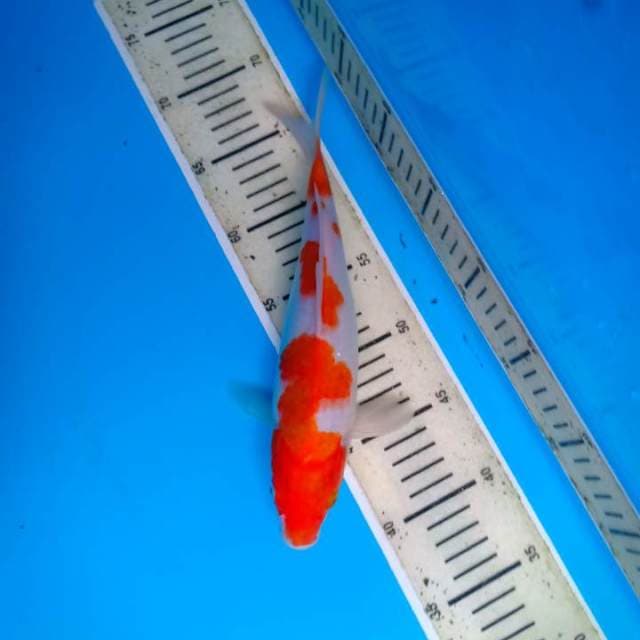 Kohaku