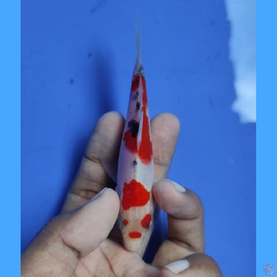 Taisho Sanshoku - Up to 12CM