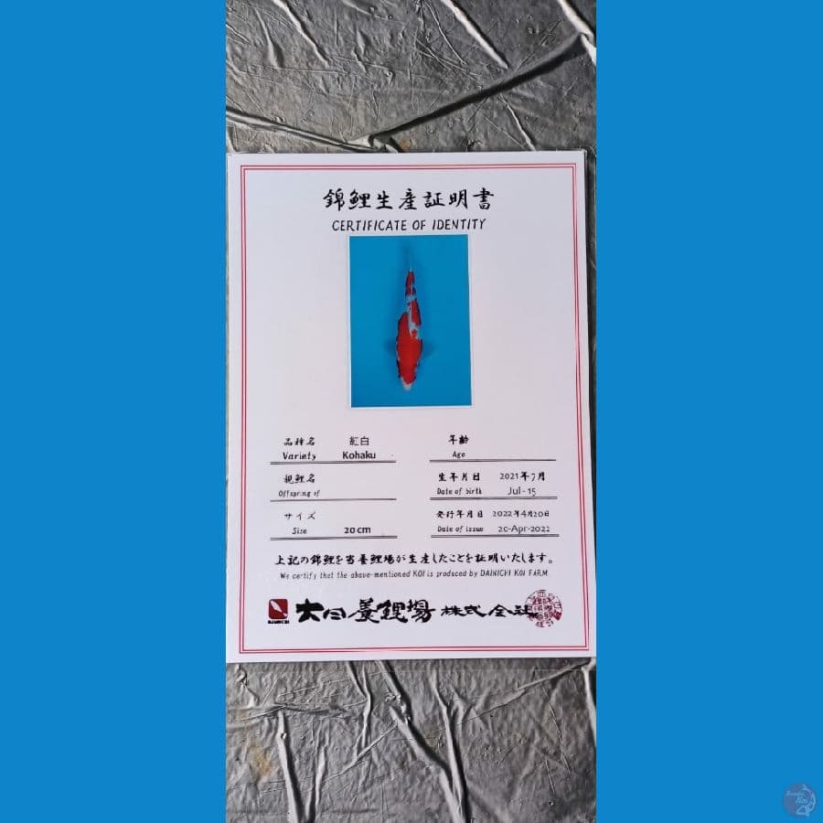 Dainichi Kohaku sz 26cm