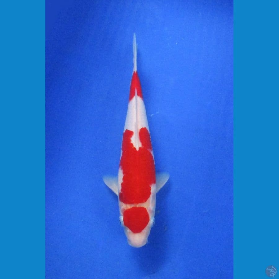 Red kohaku ±31cm jantan