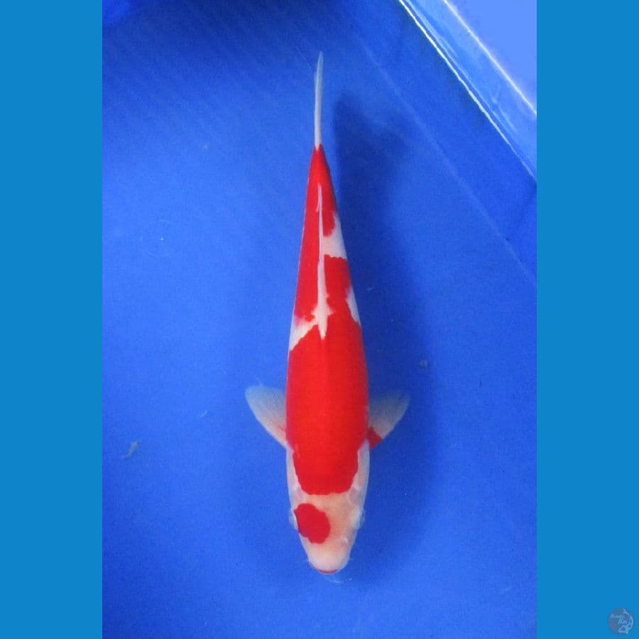 kohaku ±32cm