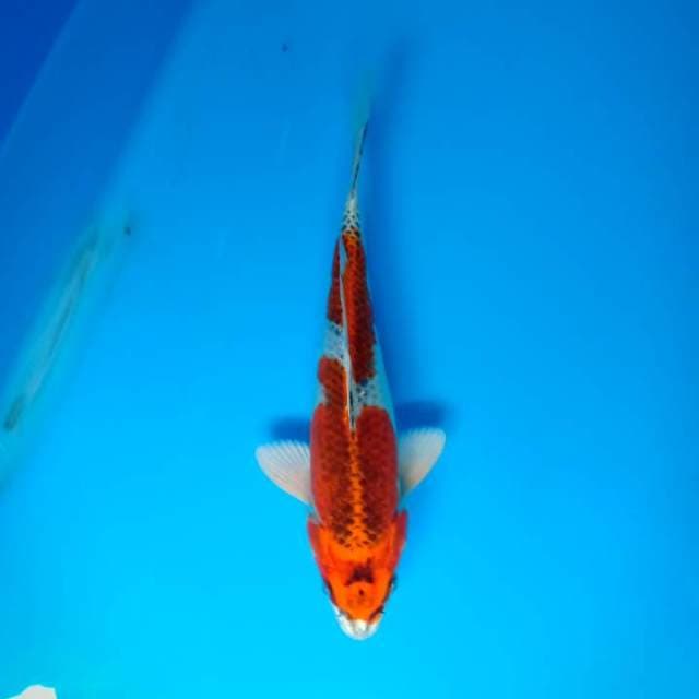 Kujaku
