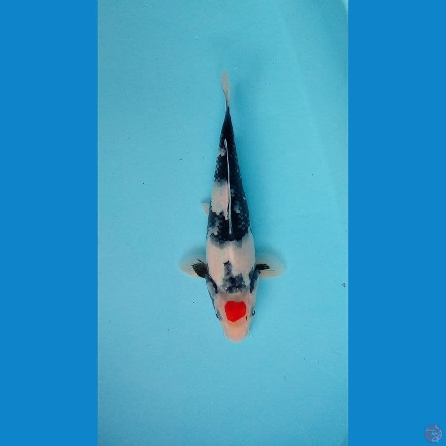 tancho showa male 27 cm