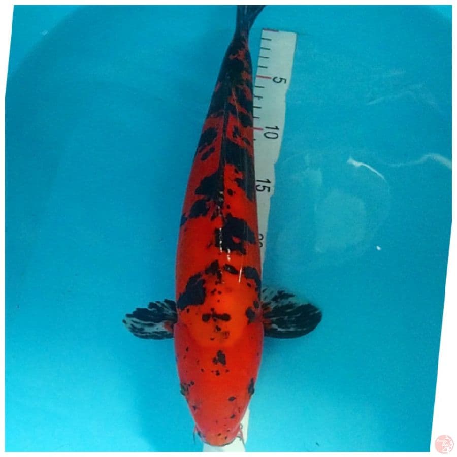????️ 40CM