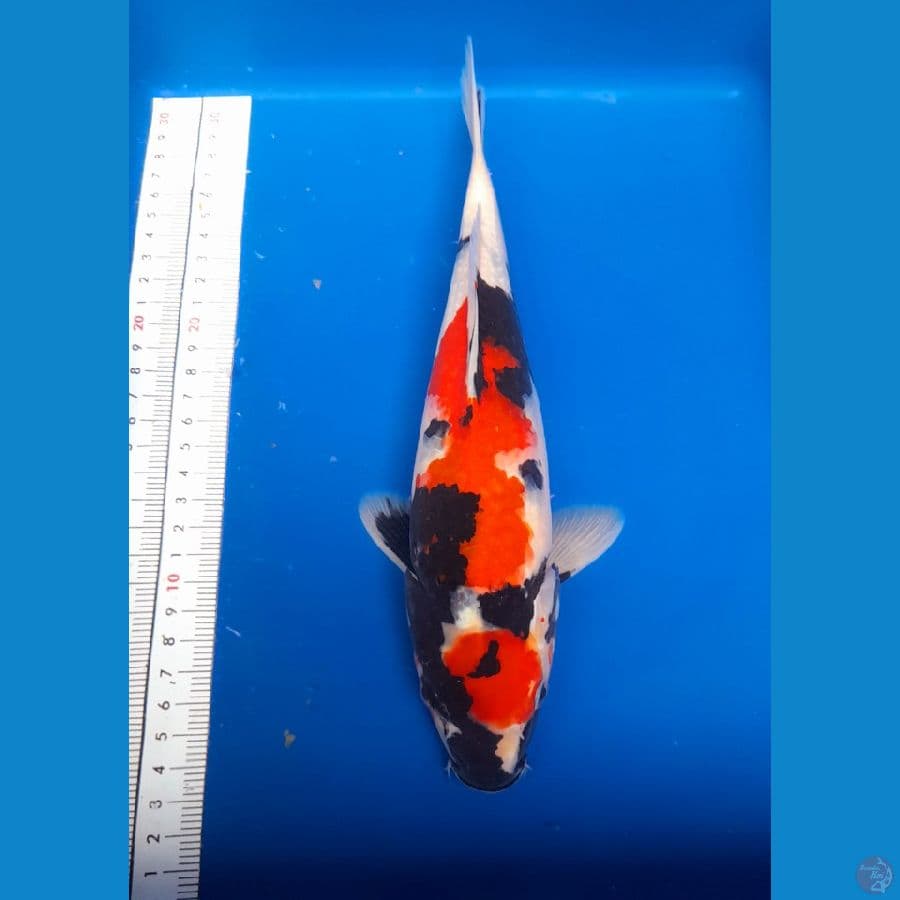 showa 28cm