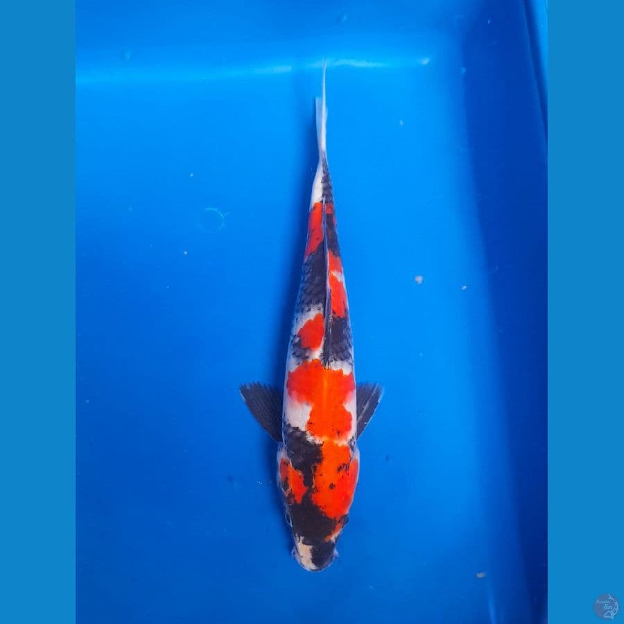 showa 23cm