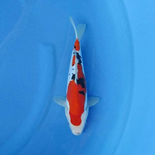 CENDRAWASIH KOI
