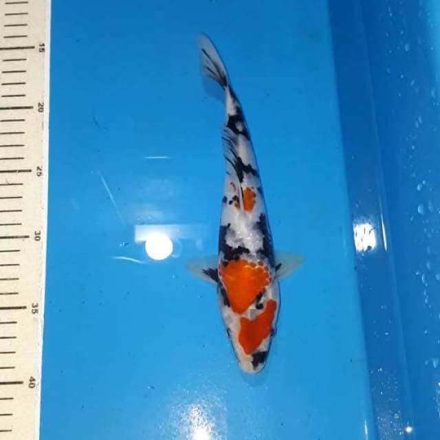 KINDAI SHOWA KANOKO