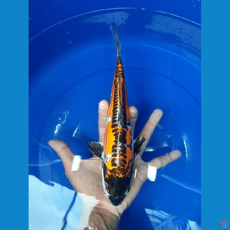 Kikoriyu 27CM