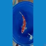 MARUTEN KOHAKU 53CM