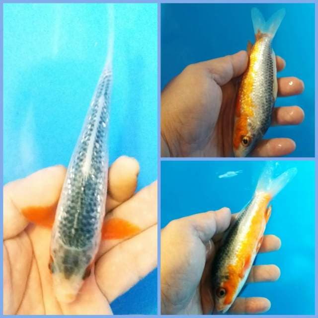 Asagi ginrin istimewa 18cm F1 ooya farm bloodline